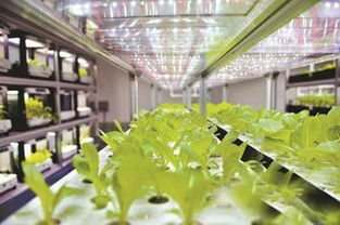 LED农业照明技术新突破 可种植高附加值中草药