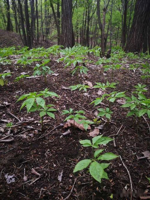 2020年5月14日五常市现场鉴定验收测量中药材林下参种植基地.